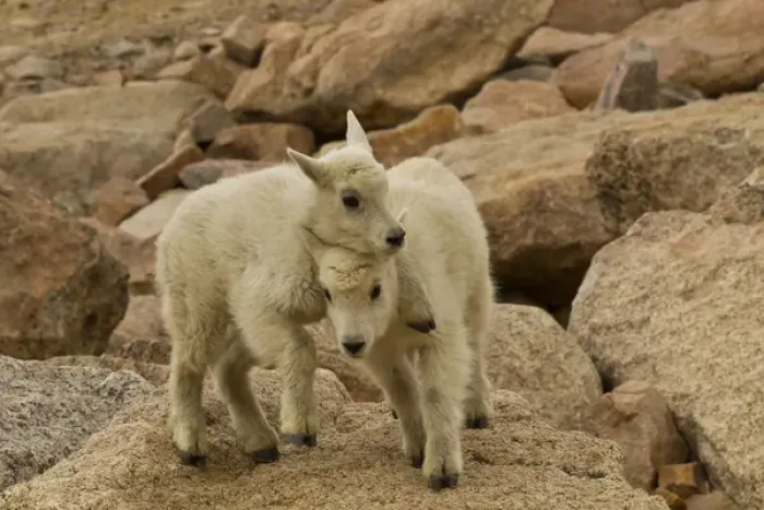 Framed Print : USA, Colorado, Mount Evans. Mountain goat kids playing on rock Framed Print : USA, Colorado, Mount Evans. Mountain goat kids playing on rock