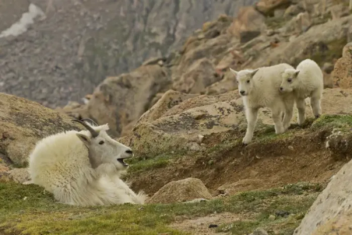 Framed Print : USA, Colorado, Mount Evans. Mountain goat kids and yawning nanny Framed Print : USA, Colorado, Mount Evans. Mountain goat kids and yawning nanny