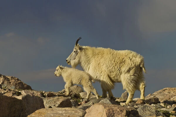 USA, Colorado, Mount Evans. Mountain goat nanny and kid
