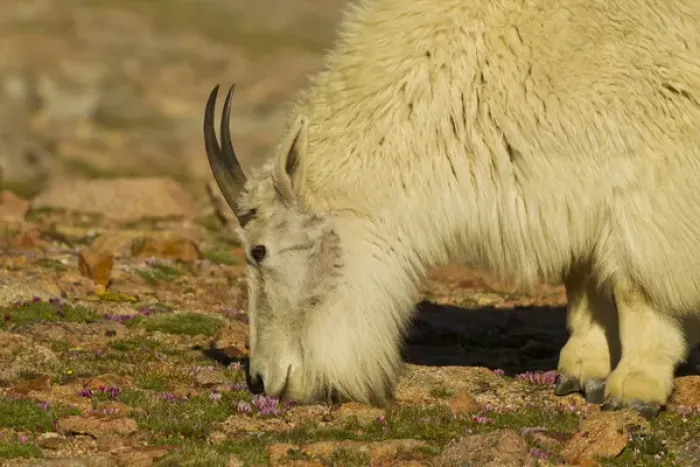 Framed Print : USA, Colorado, Mount Evans. Mountain goat nanny feeding on wildflowers. Credit as