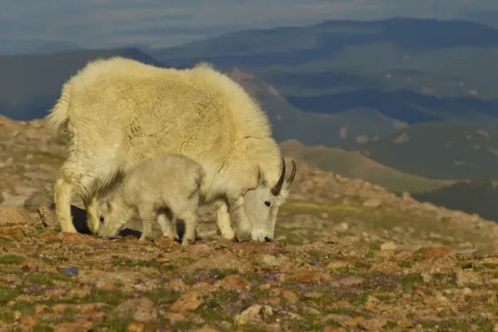 Framed Print : USA, Colorado, Mount Evans. Mountain goat nanny and kid feeding among alpine wildflowers Framed Print : USA, Colorado, Mount Evans. Mountain goat nanny and kid feeding among alpine wildflowers