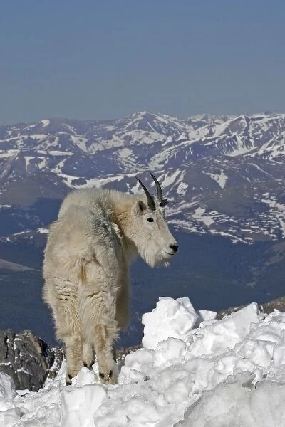 USA, Colorado, Mount Evans. Mountain goat and Rocky Mountains