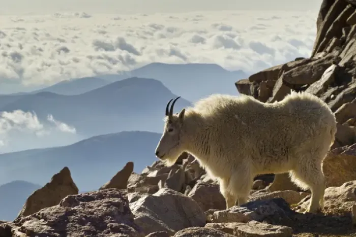 Framed Print : USA, Colorado, Mount Evans. Mountain goat and scenery Framed Print : USA, Colorado, Mount Evans. Mountain goat and scenery
