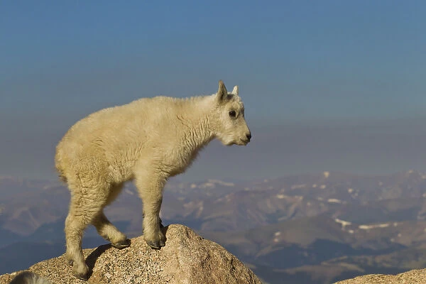 USA, Colorado, Mount Evans. Side view of mountain goat kid