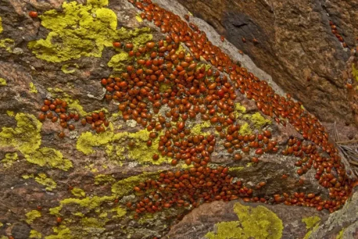 Framed Print : USA, Colorado, Mount Falcon Open Space Park. Ladybug beetles gather on rock for overwintering Framed Print : USA, Colorado, Mount Falcon Open Space Park. Ladybug beetles gather on rock for overwintering