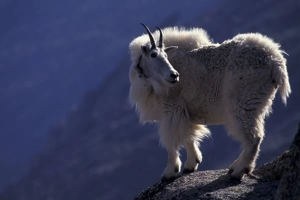 USA, Colorado, Mountain goat (Oreamnos americanus) on rocky ledge, in process of shedding
