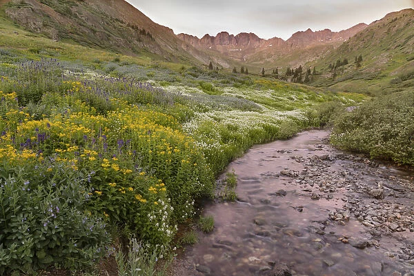 USA, Colorado. Mountain landscape with wildflowers and stream