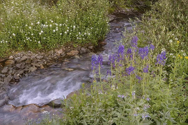USA, Colorado. Mountain wildflowers and stream