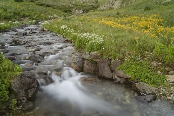 Framed Print : USA, Colorado. Mountain wildflowers and stream Framed Print : USA, Colorado. Mountain wildflowers and stream