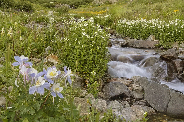 USA, Colorado. Mountain wildflowers and stream