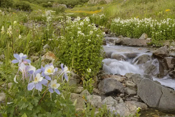 Framed Print : USA, Colorado. Mountain wildflowers and stream Framed Print : USA, Colorado. Mountain wildflowers and stream
