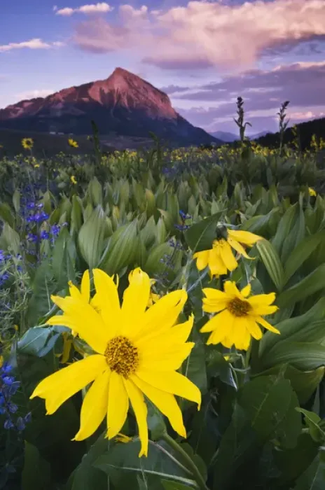 Framed Print : USA, Colorado, Mt. Crested Butte. Meadow wildflowers at sunset Framed Print : USA, Colorado, Mt. Crested Butte. Meadow wildflowers at sunset
