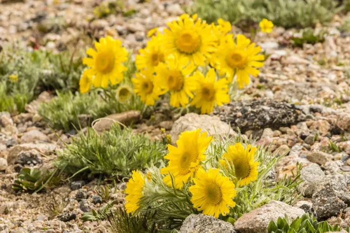 Framed Print : USA, Colorado, Mt. Evans. Alpine sunflowers close-up Framed Print : USA, Colorado, Mt. Evans. Alpine sunflowers close-up