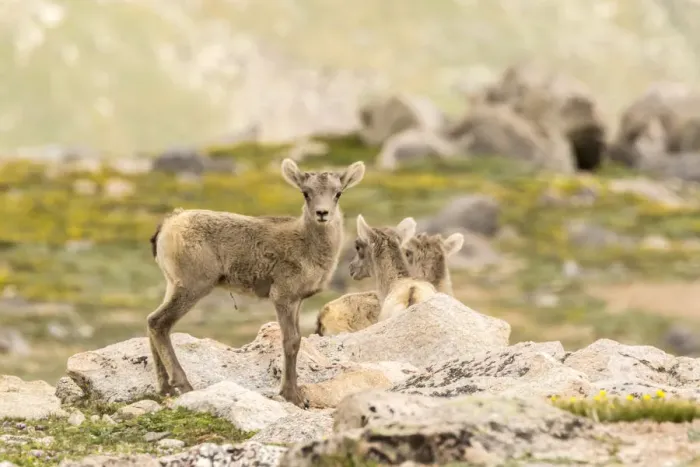 Framed Print : USA, Colorado, Mt. Evans. Bighorn sheep lambs