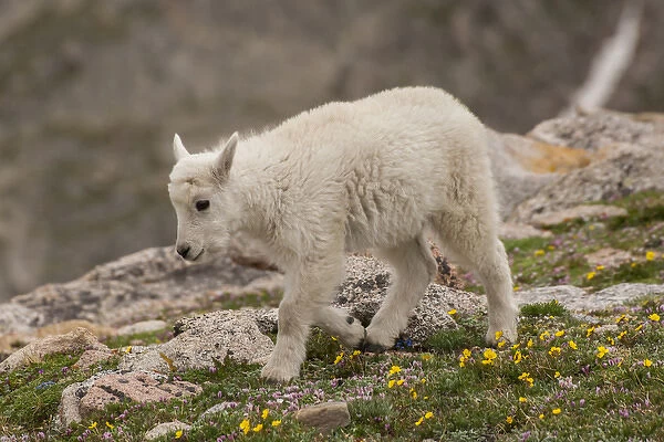 USA, Colorado, Mt. Evans. Close-up of mountain goat kid