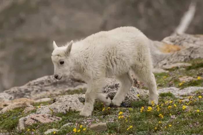 Framed Print : USA, Colorado, Mt. Evans. Close-up of mountain goat kid Framed Print : USA, Colorado, Mt. Evans. Close-up of mountain goat kid