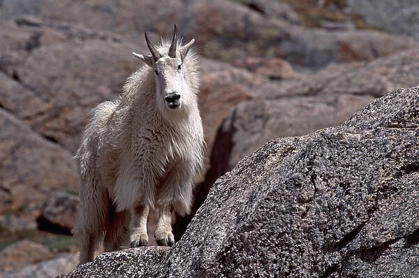 USA, Colorado, Mt. Evans, Mountain Goat (Oreamnus americanus)