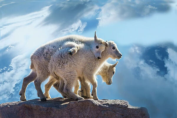 USA, Colorado, Mt. Evans. Mountain goat babies on rock