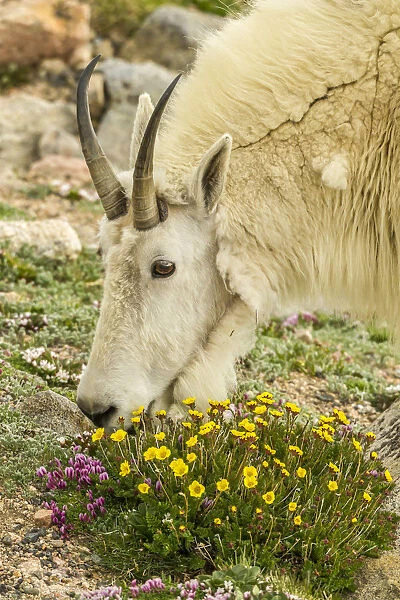 USA, Colorado, Mt. Evans. Mountain goat eating dwarf clover
