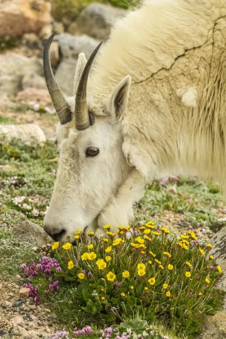 Framed Print : USA, Colorado, Mt. Evans. Mountain goat eating dwarf clover Framed Print : USA, Colorado, Mt. Evans. Mountain goat eating dwarf clover