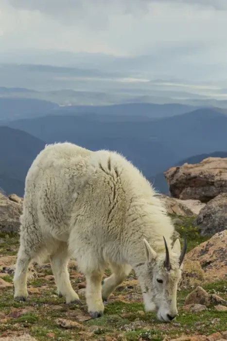 Framed Print : USA, Colorado, Mt. Evans. Mountain goat grazing