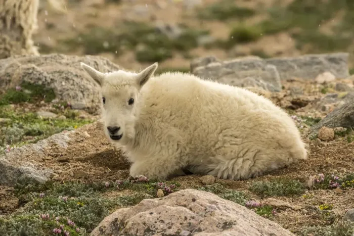 Framed Print : USA, Colorado, Mt. Evans. Mountain goat kid