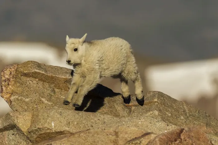 Framed Print : USA, Colorado, Mt. Evans. Mountain goat kid on rocks Framed Print : USA, Colorado, Mt. Evans. Mountain goat kid on rocks