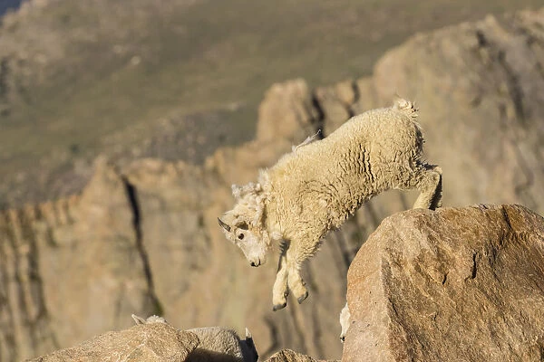 USA, Colorado, Mt. Evans. Mountain goat kid on rocks