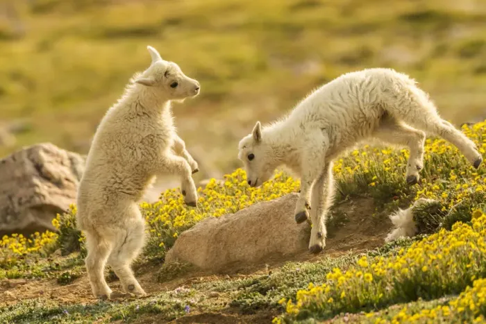 Framed Print : USA, Colorado, Mt. Evans. Mountain goat kids playing