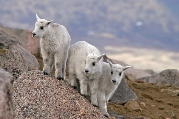 USA, Colorado, Mt. Evans. Three mountain goat kids on rock