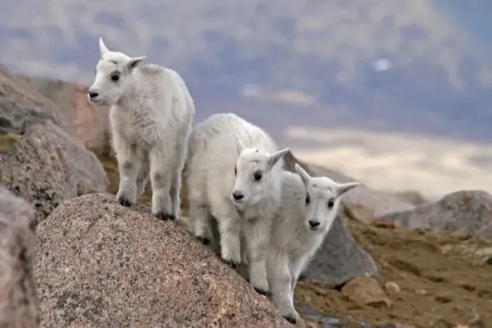 Framed Print : USA, Colorado, Mt. Evans. Three mountain goat kids on rock Framed Print : USA, Colorado, Mt. Evans. Three mountain goat kids on rock