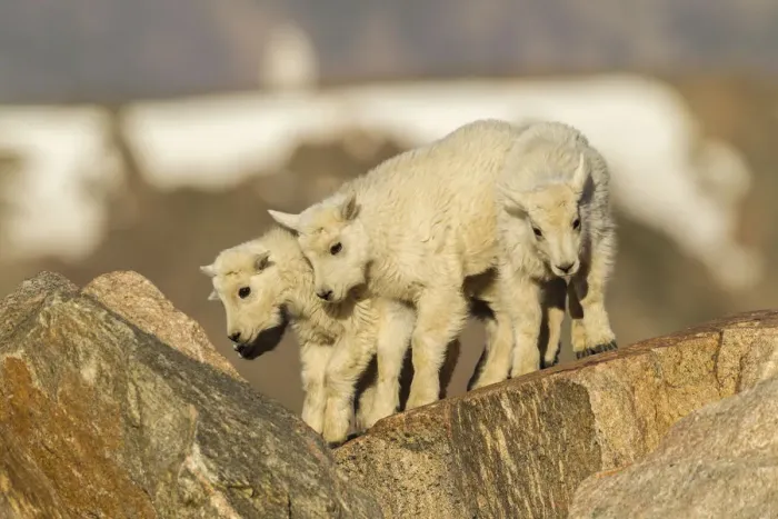 Framed Print : USA, Colorado, Mt. Evans. Mountain goat kids on rocks Framed Print : USA, Colorado, Mt. Evans. Mountain goat kids on rocks