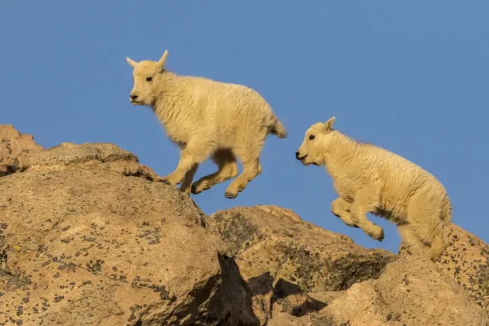 Framed Print : USA, Colorado, Mt. Evans. Mountain goat kids on rocks