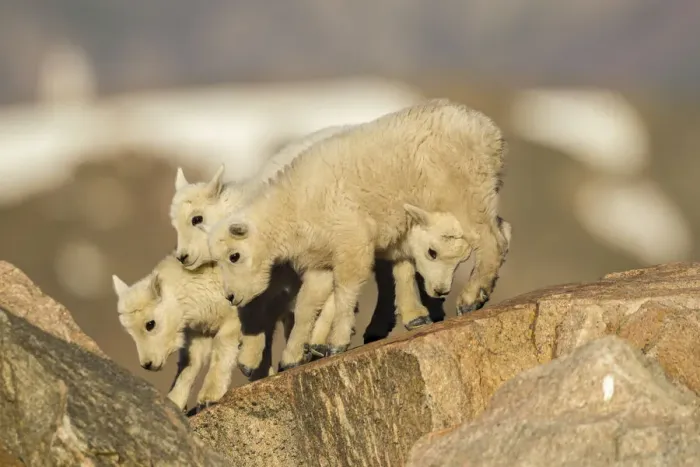 Framed Print : USA, Colorado, Mt. Evans. Mountain goat kids on rocks