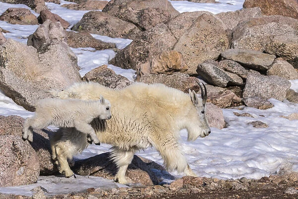 USA, Colorado, Mt. Evans. Mountain goat nanny and jumping kid