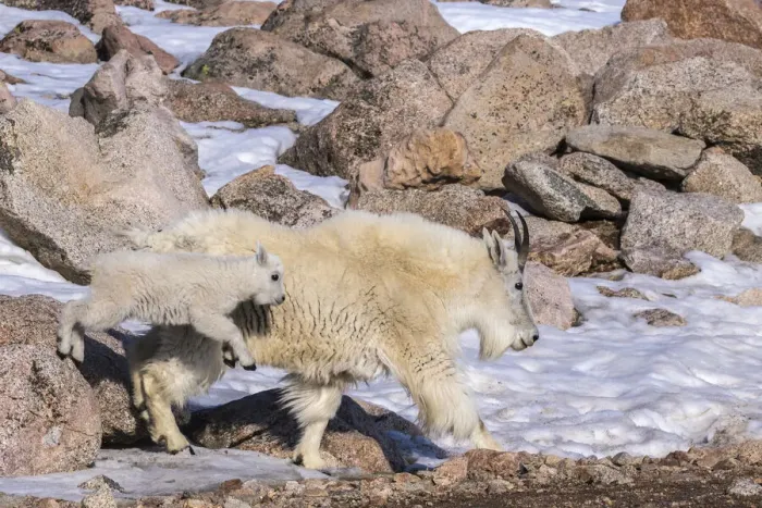 Framed Print : USA, Colorado, Mt. Evans. Mountain goat nanny and jumping kid Framed Print : USA, Colorado, Mt. Evans. Mountain goat nanny and jumping kid