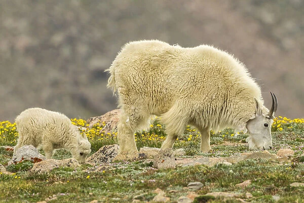 USA, Colorado, Mt. Evans. Mountain goat nanny and kid eating