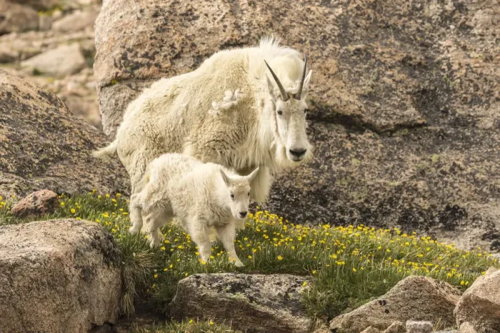 Framed Print : USA, Colorado, Mt. Evans. Mountain goat nanny and kid Framed Print : USA, Colorado, Mt. Evans. Mountain goat nanny and kid