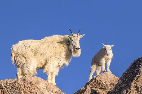 USA, Colorado, Mt. Evans. Mountain goat nanny and kid atop rock