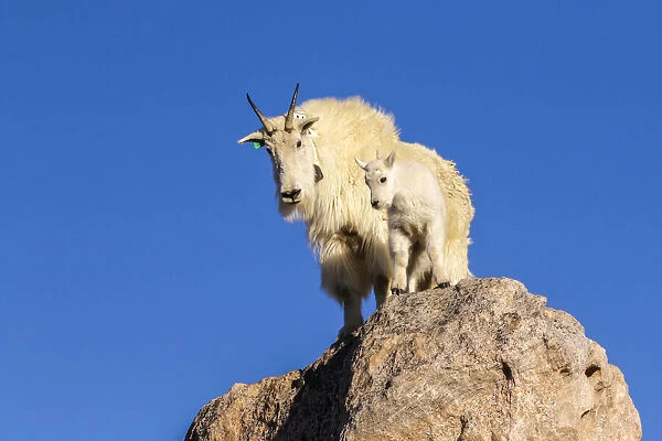 USA, Colorado, Mt. Evans. Mountain goat nanny and kit atop rock