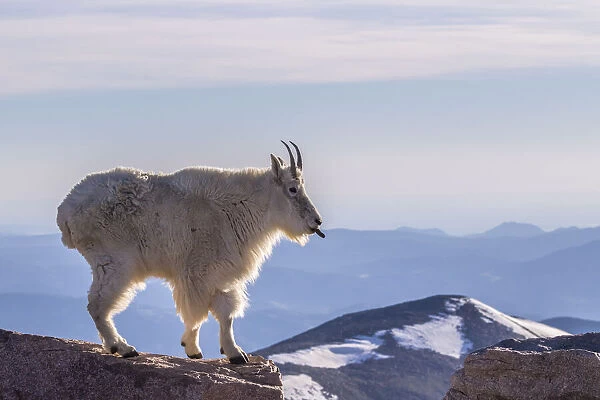 USA, Colorado, Mt. Evans. Mountain goat sticking out its tongue atop rock