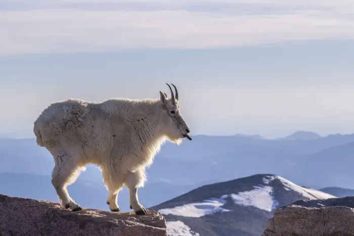 Framed Print : USA, Colorado, Mt. Evans. Mountain goat sticking out its tongue atop rock Framed Print : USA, Colorado, Mt. Evans. Mountain goat sticking out its tongue atop rock