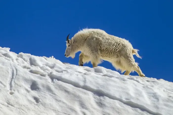 Framed Print : USA, Colorado, Mt. Evans. Mountain goat walks on summer snow Framed Print : USA, Colorado, Mt. Evans. Mountain goat walks on summer snow