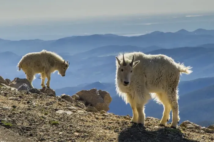 Framed Print : USA, Colorado, Mt. Evans. Mountain goats and scenery Framed Print : USA, Colorado, Mt. Evans. Mountain goats and scenery