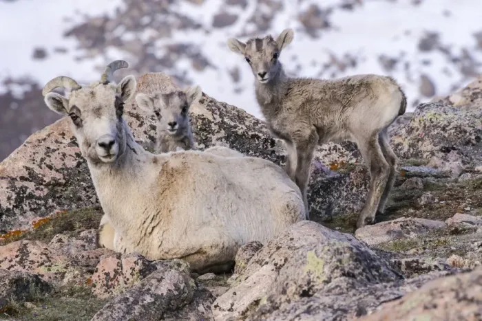 Framed Print : USA, Colorado, Mt. Evans. Rocky Mountain bighorn sheep ewe and lamb resting Framed Print : USA, Colorado, Mt. Evans. Rocky Mountain bighorn sheep ewe and lamb resting