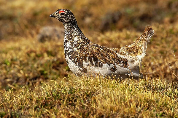 USA, Colorado, Mt. Evans. White-tailed ptarmigan bird changing plumage