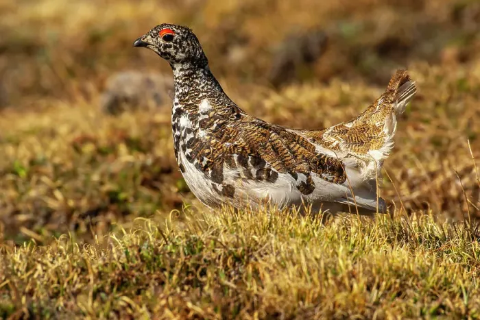 Framed Print : USA, Colorado, Mt. Evans. White-tailed ptarmigan bird changing plumage