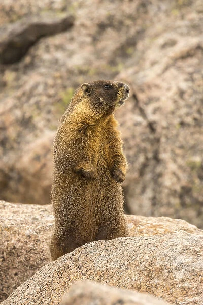 USA, Colorado, Mt. Evans. Yellow-bellied marmot close-up