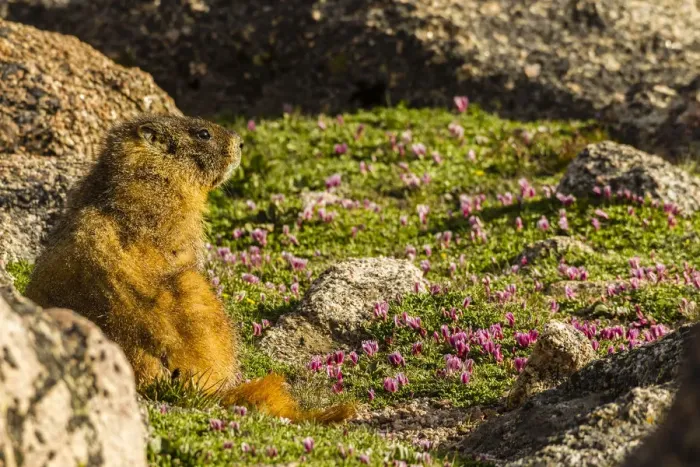 Framed Print : USA, Colorado, Mt. Evans. Yellow-bellied marmot close-up