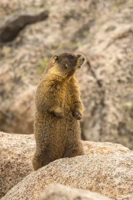 Framed Print : USA, Colorado, Mt. Evans. Yellow-bellied marmot close-up Framed Print : USA, Colorado, Mt. Evans. Yellow-bellied marmot close-up